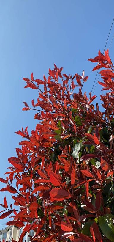 Preview of Central Park to Hylands Park Trail