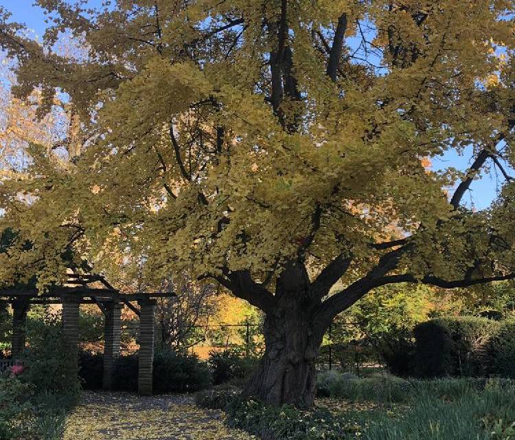 Preview of Peckham Rye Common wander