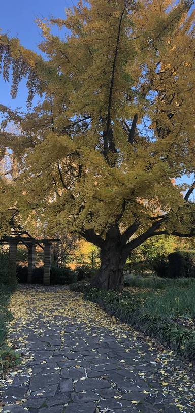 Preview of Peckham Rye Common wander