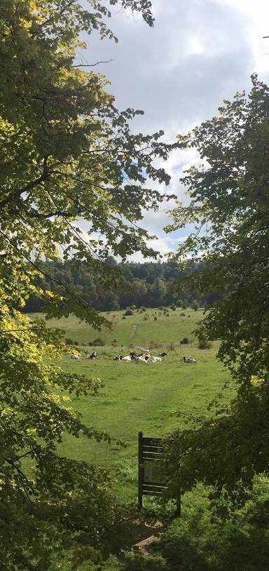 Preview of Into the woods at Tring Park