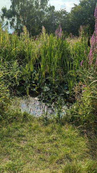 Preview of To Hill Rise Nature Reserve