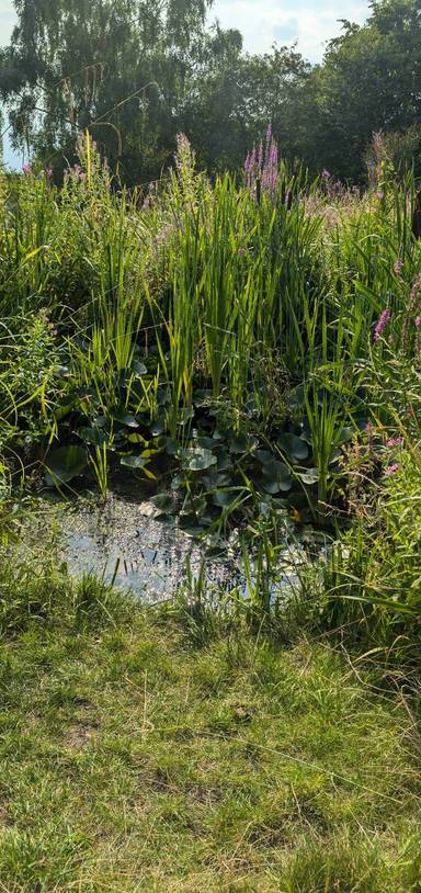 Preview of To Hill Rise Nature Reserve