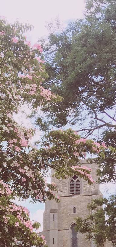 Preview of DarwinWelfare: Transitions