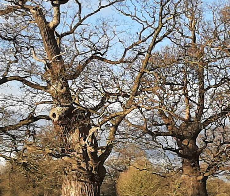 Preview of Windsor Great Park #2