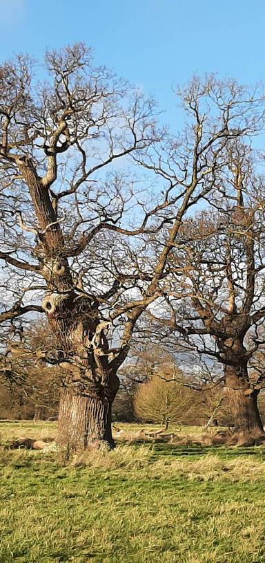 Preview of Windsor Great Park #2