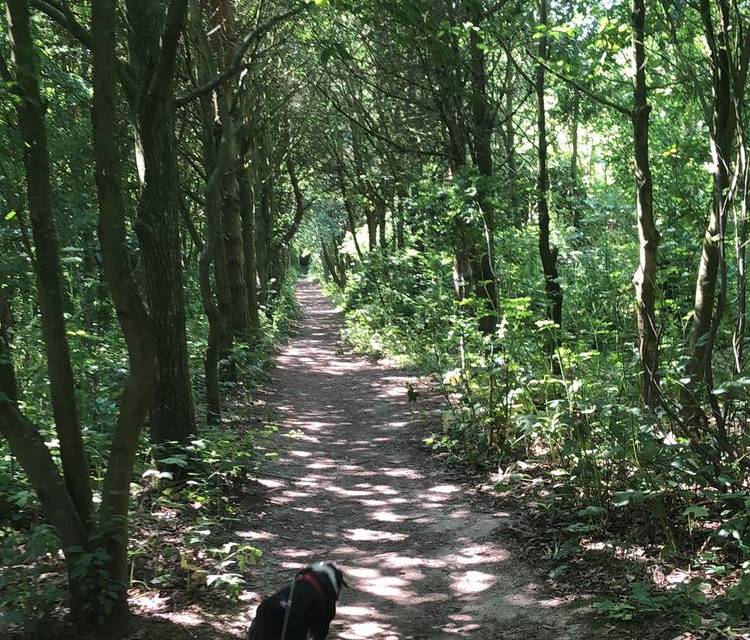 Preview of Bluebell woods