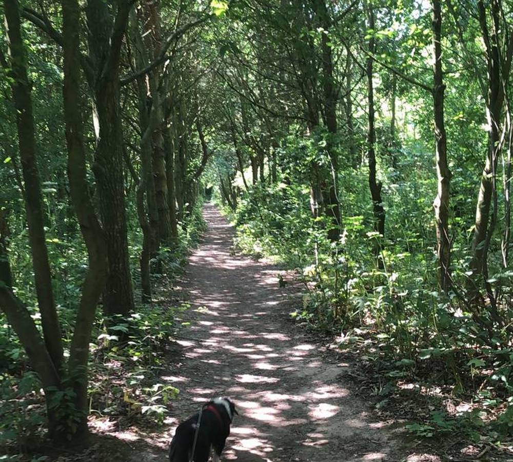 Preview of Bluebell woods