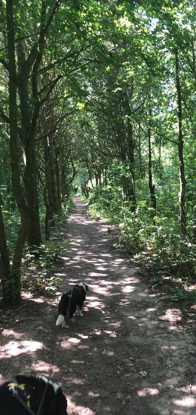 Preview of Bluebell woods