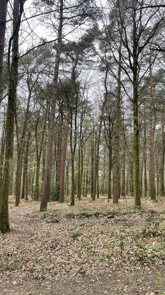 Preview of The Chevin and Shawfield Woods