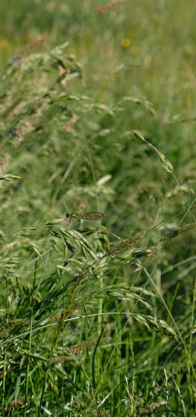 Preview of The Orbital at Cymbeline Meadows