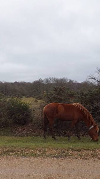 Preview of Grey day in New Forest