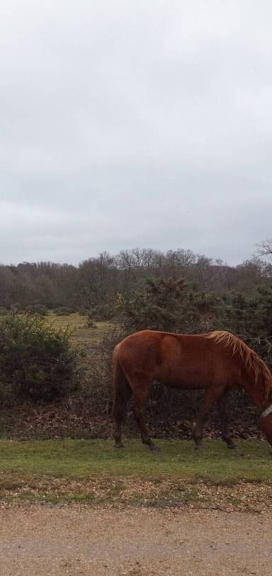 Preview of Grey day in New Forest