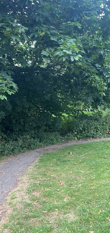 Preview of Library and Community Woodland