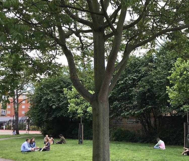Preview of Tour Talking Trees in Bermondsey