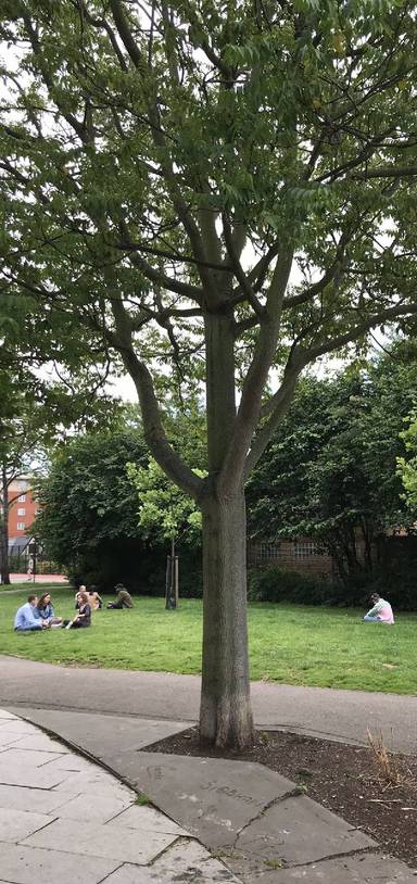 Preview of Tour Talking Trees in Bermondsey 