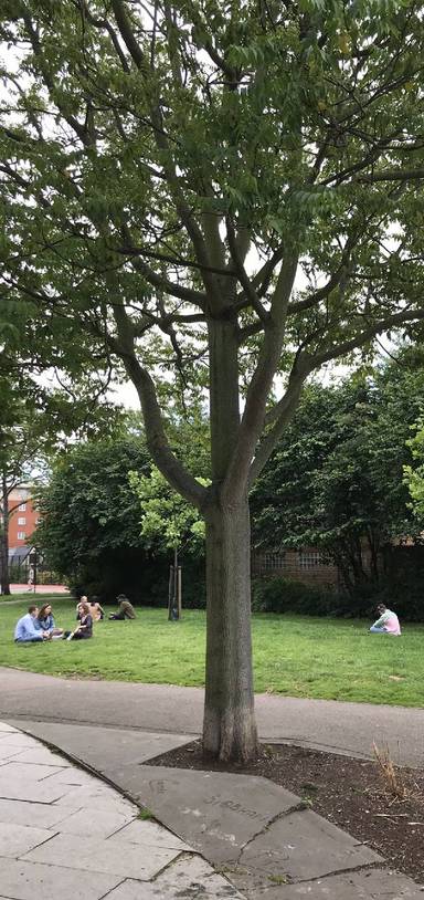 Preview of Tour Talking Trees in Bermondsey