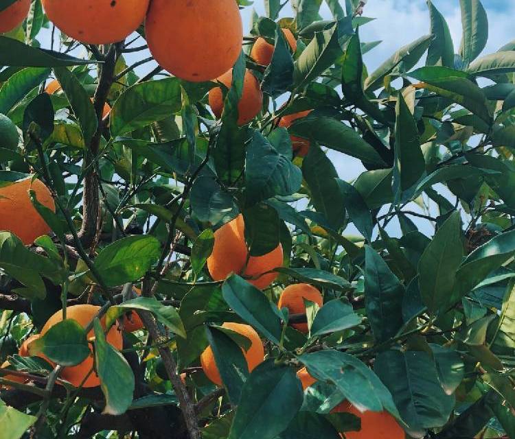 Preview of Wander through an orange grove 🍊