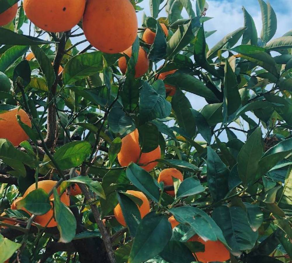Preview of Wander through an orange grove 🍊