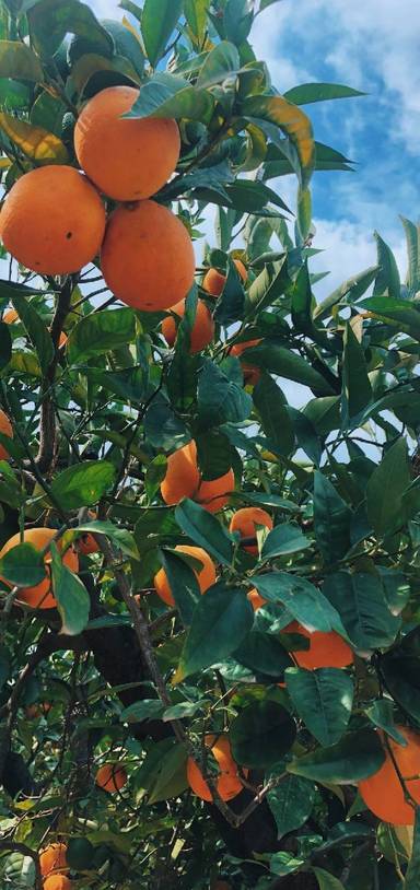 Preview of Wander through an orange grove 🍊