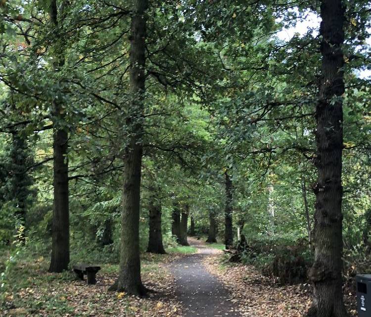 Preview of Downham Woodland Walk