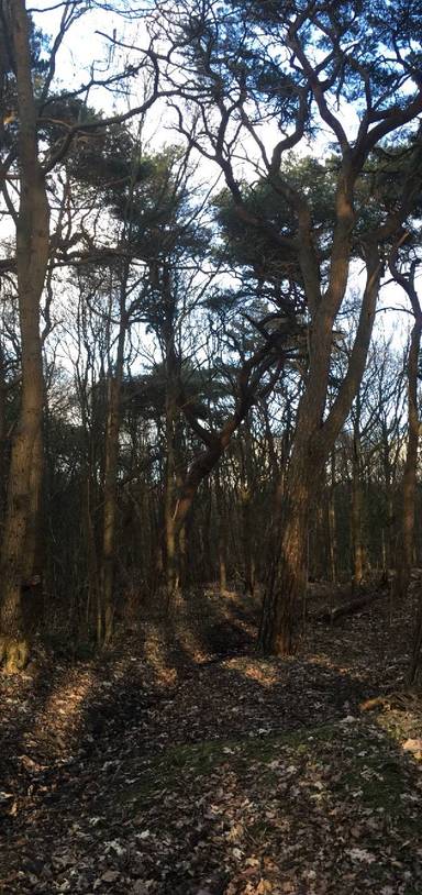 Preview of Dunes & lake near Bakkum