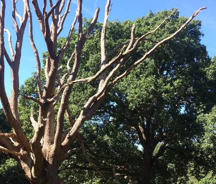 Preview of Epping Forest Adventures