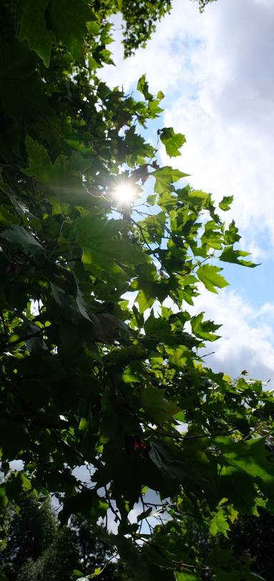 Preview of Park Hill Promenade