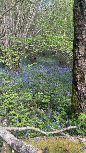 Preview of Stroll through North Holmwood woods