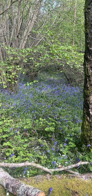 Preview of Stroll through North Holmwood woods