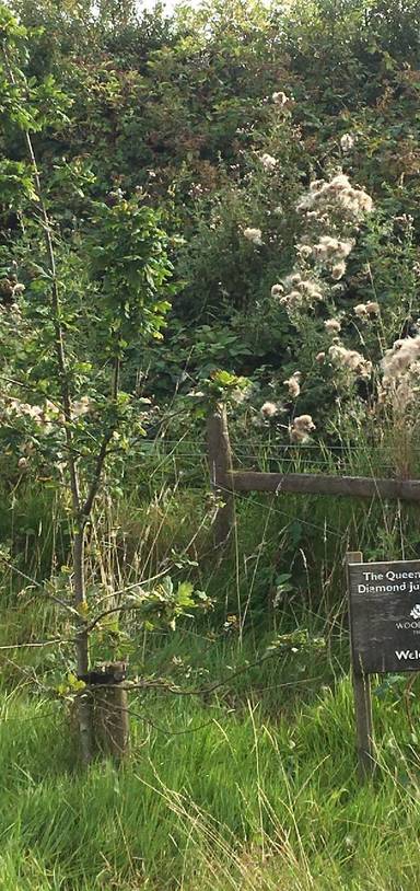 Preview of Queen Elizabeth Jubilee Wood