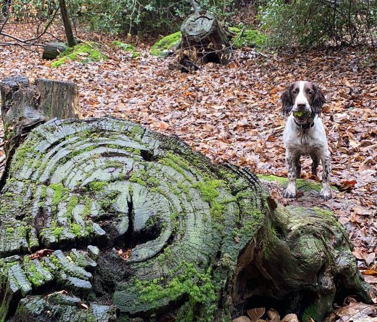 Preview of The Ancient Hartswood Wander
