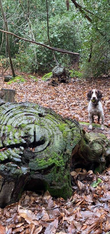 Preview of The Ancient Hartswood Wander