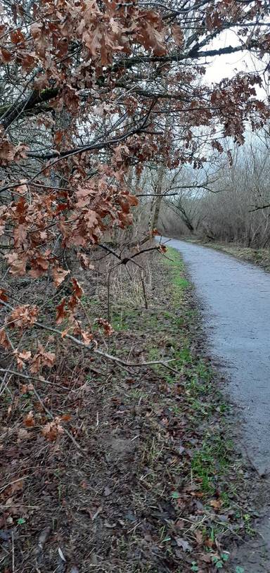 Preview of South Haugh Lefty Circular