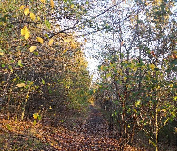 Preview of Uddingston Circular Walk