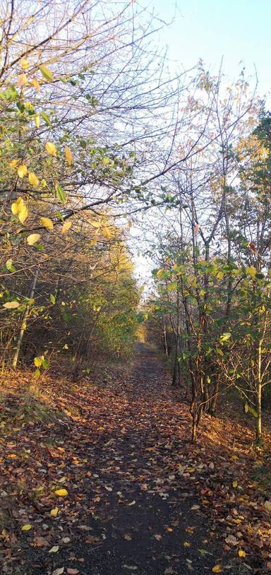 Preview of Uddingston Circular Walk