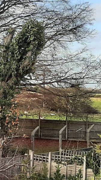 Preview of Dog Walk Around Feltwell