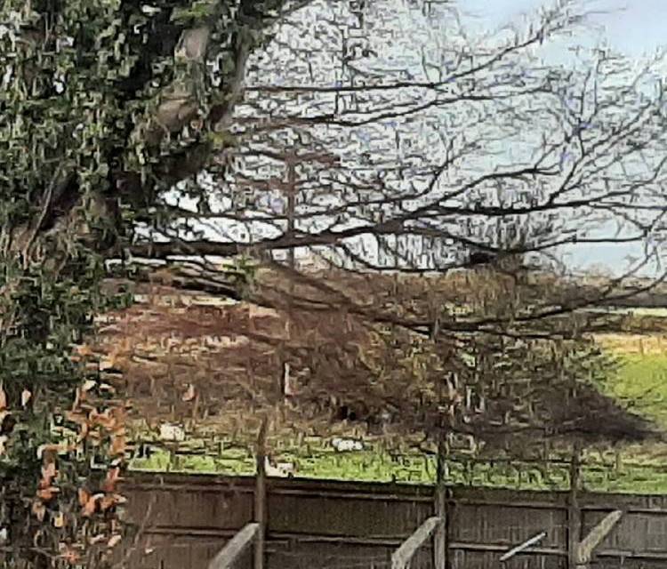 Preview of Dog Walk Around Feltwell