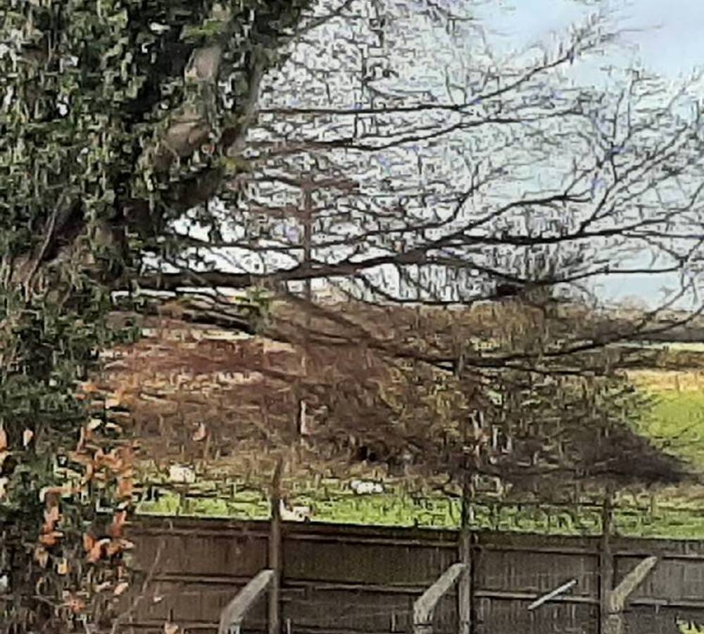 Preview of Dog Walk Around Feltwell