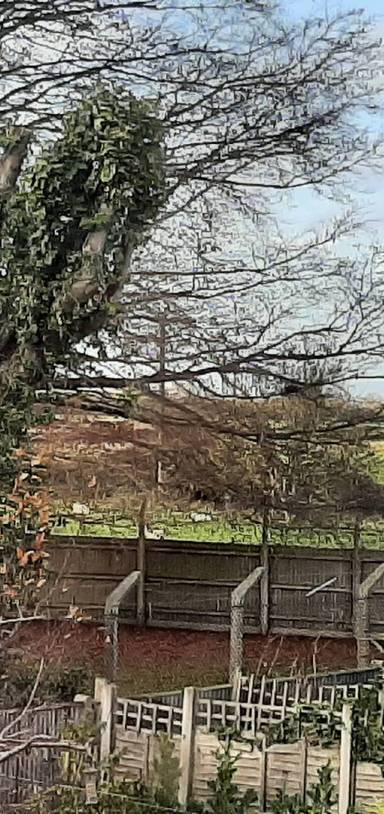 Preview of Dog Walk Around Feltwell