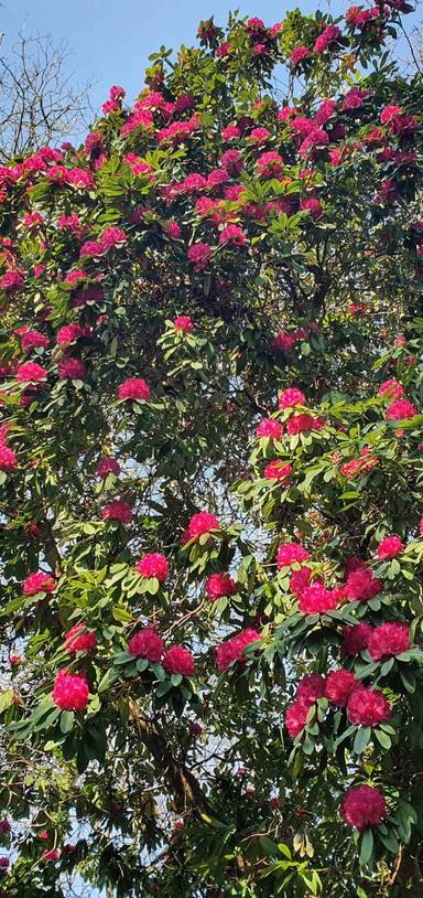 Preview of Rhododendron Walk at Blaise Castle