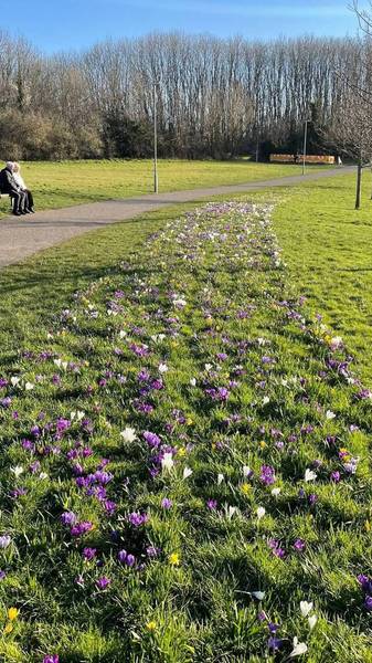 Preview of West Swindon “Westie” walk