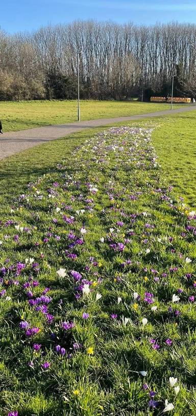 Preview of West Swindon “Westie” walk