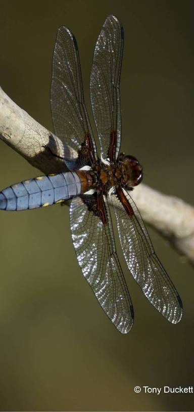 Preview of The Dragonfly Trail