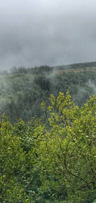 Preview of Gwarallt short forest walk