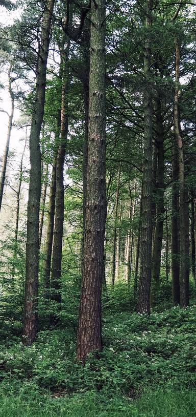 Preview of Lovely Lyme