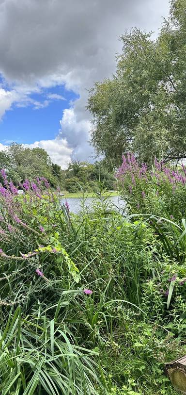 Preview of A Short Tour of Harlow’s Waterways