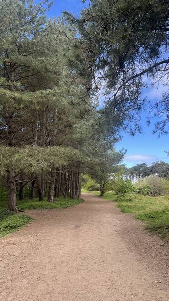 Preview of Formby Asparagus Trail