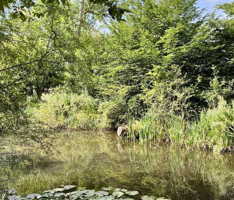 Preview of Bimble Around Branslands Woods