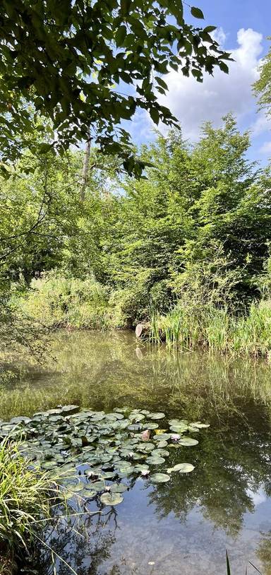 Preview of Bimble Around Branslands Woods