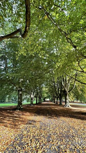 Preview of Bristol Ring Section 5